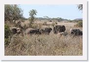 14SerengetiDayGameDrive - 045 * Elephants in the tall grass.